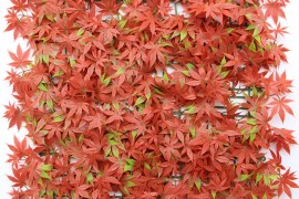 Maple leaves